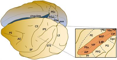 Neuronal activity in posterior parietal cortex area LIP is not sufficient for saccadic eye movement production